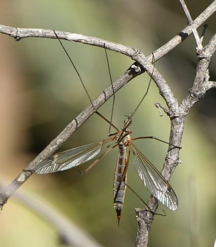 Réf. 226 073 : Tipula sp.